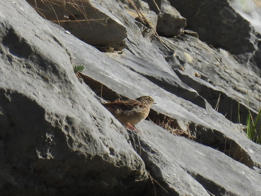 identificazione? giovane Zigolo muciatto